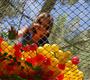 Camping les tulipes