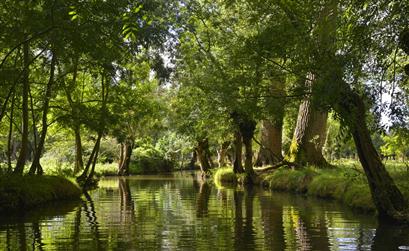 Camping les tulipes